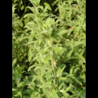 Zauschneria Californica (fam Onagracees) (Am. du nord) (5)